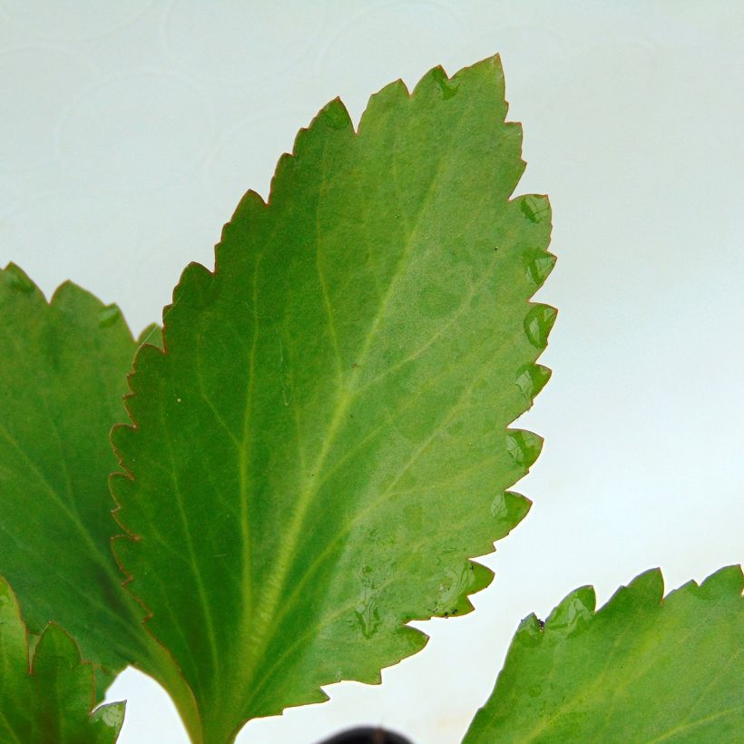 Mukdenia Nova Flame (Foliage)