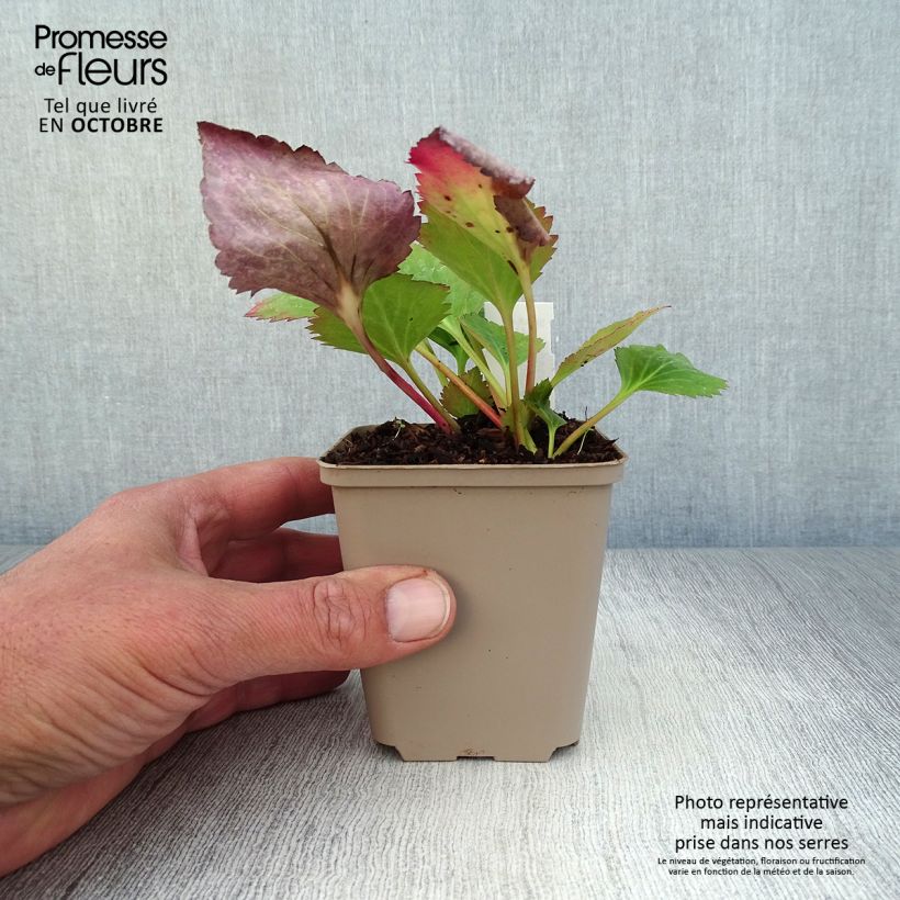 Exemplaar van Mukdenia Nova Flame Kweekpotje van 8/9 cm zoals geleverd in de herfst