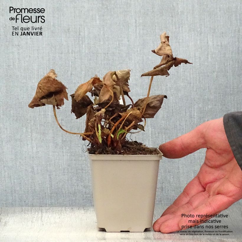 Example of Mukdenia Nova Flame Kweekpotje van 8/9 cm as you get in hiver