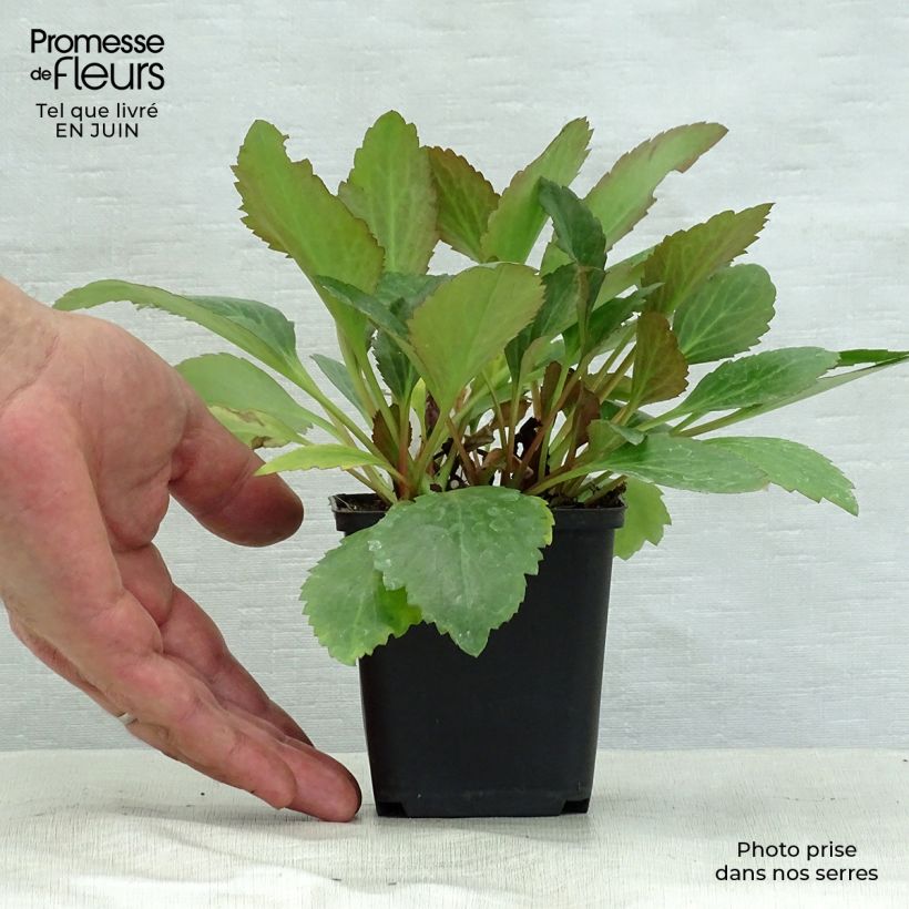 Exemplaar van Mukdenia Nova Flame Kweekpotje van 8/9 cm zoals geleverd in de zomer