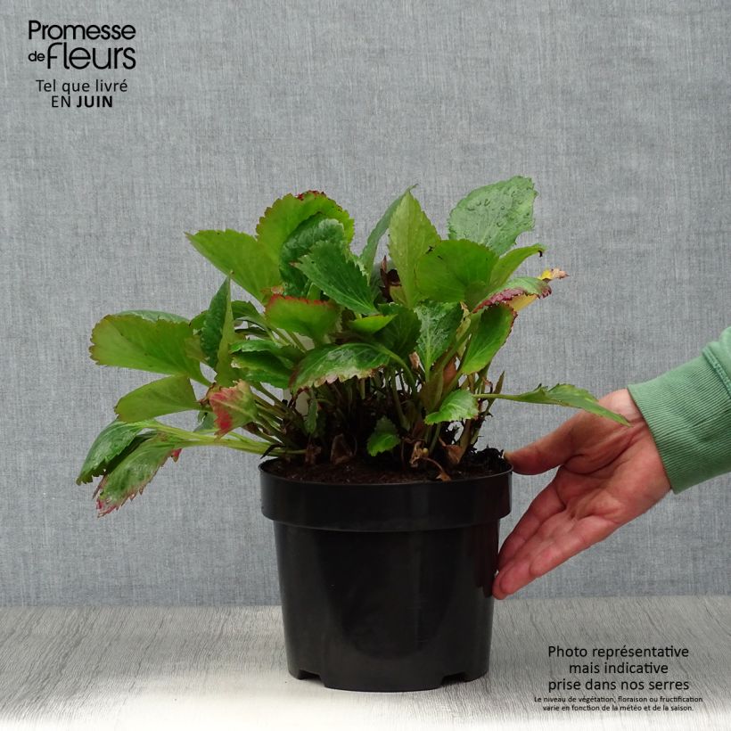 Exemplaar van Mukdenia Nova Flame Pot van 3 l/4 l zoals geleverd in de zomer