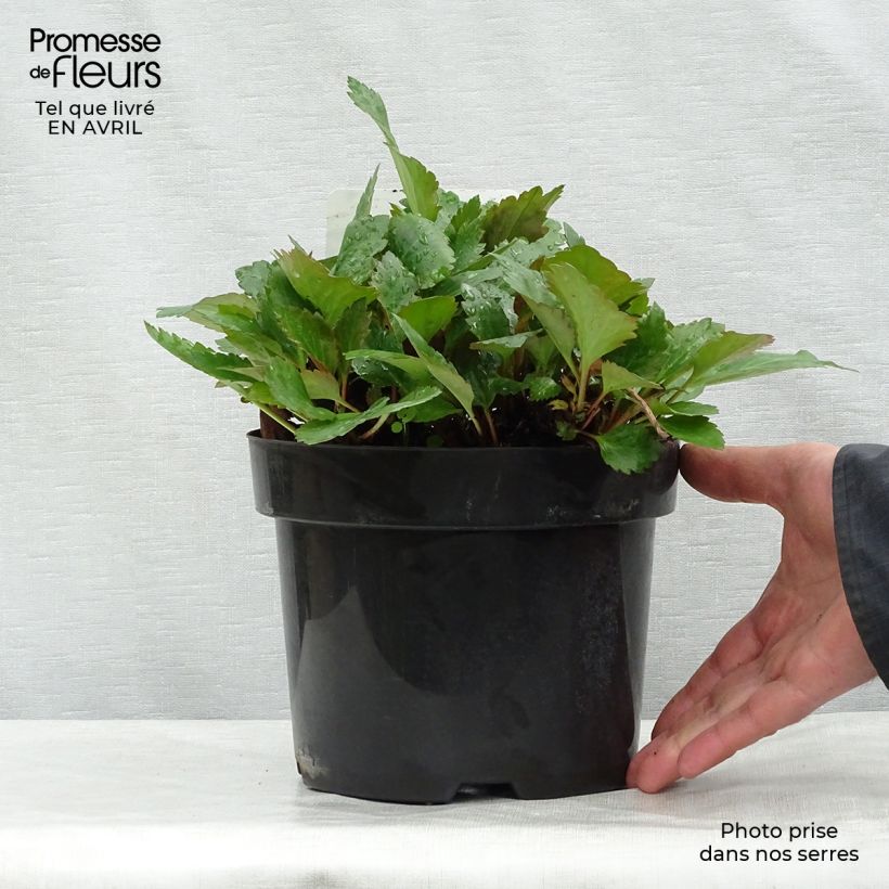 Exemplaar van Mukdenia Nova Flame Pot van 3 l/4 l zoals geleverd in de lente