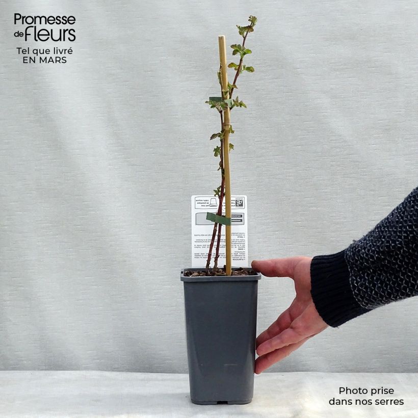 Exemplaar van Taybes Buckingham Tayberry BIO Pot van 1,5 l/2 l zoals geleverd in de winter