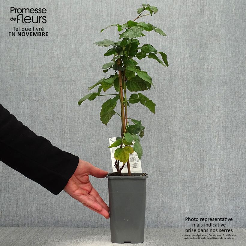 Exemplaar van Taybes Buckingham Tayberry BIO Pot van 1,5 l/2 l zoals geleverd in de herfst
