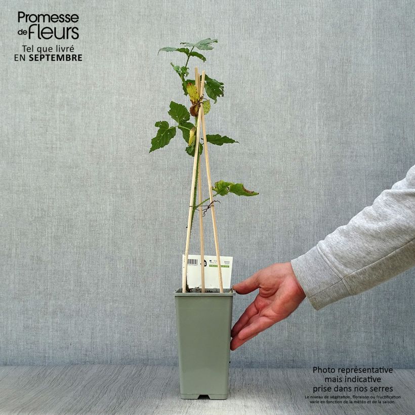 Exemplaar van Taybes Buckingham Tayberry ( bijna geheel doornloos) Pot van 1,5 l/2 l, Pol zoals geleverd in de herfst