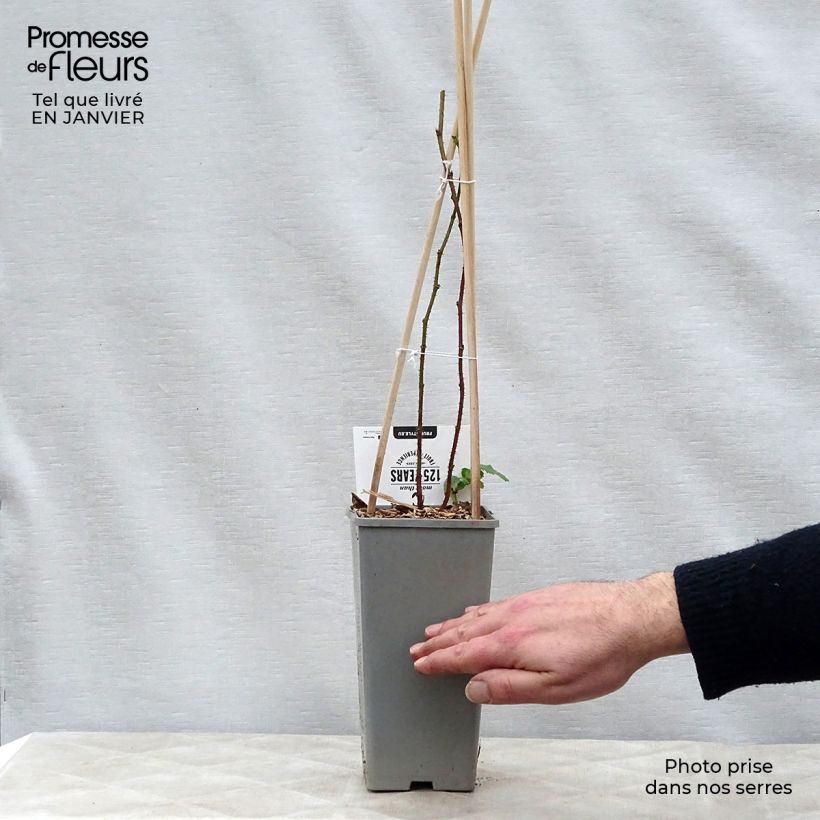 Exemplaar van Taybes Buckingham Tayberry ( bijna geheel doornloos) Pot van 1,5 l/2 l, Pol zoals geleverd in de winter