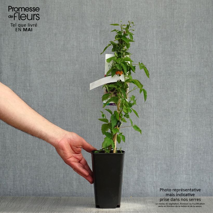 Exemplaar van Braam Direttissima Montblanc Pot van 2 l/3 l, Pol zoals geleverd in de lente