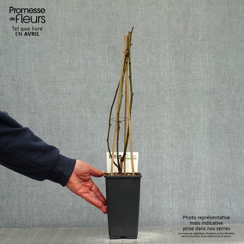 Exemplaar van Braam Reuben (doordragend - draagt op eenjarig hout) Pot van 1,5 l/2 l zoals geleverd in de lente