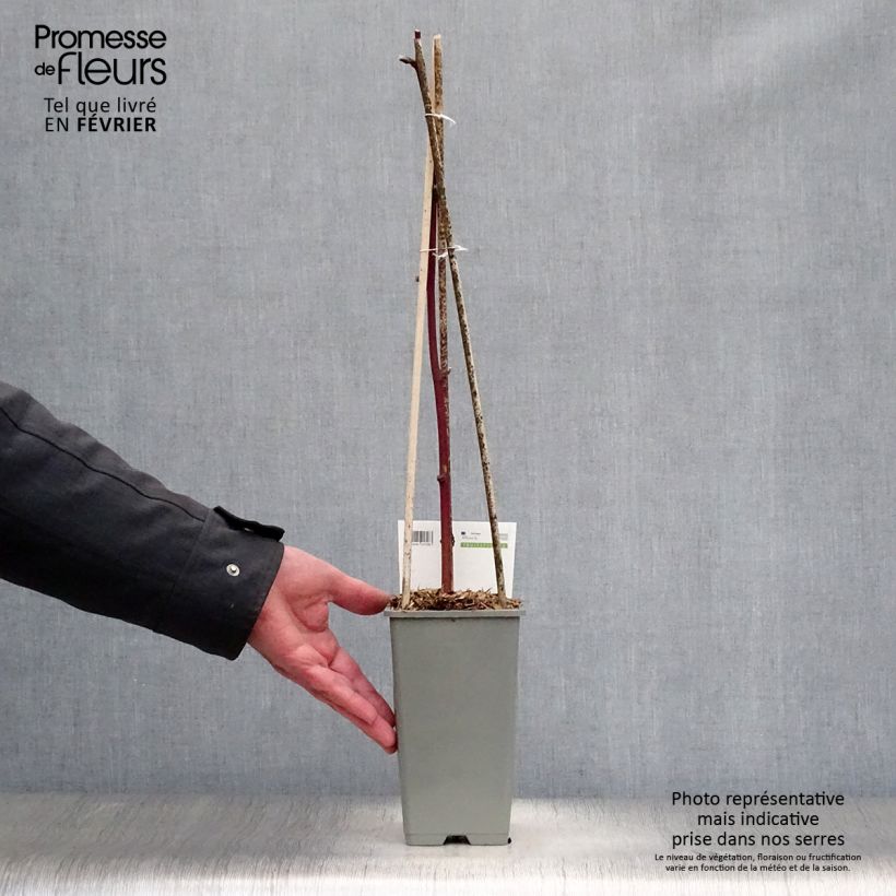 Exemplaar van Braam Reuben (doordragend - draagt op eenjarig hout) Pot van 1,5 l/2 l zoals geleverd in de winter