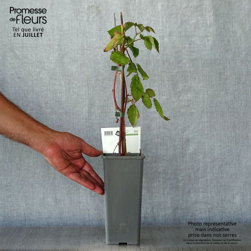 Exemplaar van Doornloze braam Thornfree Pot van 1,5 l/2 l, Pol zoals geleverd in de zomer