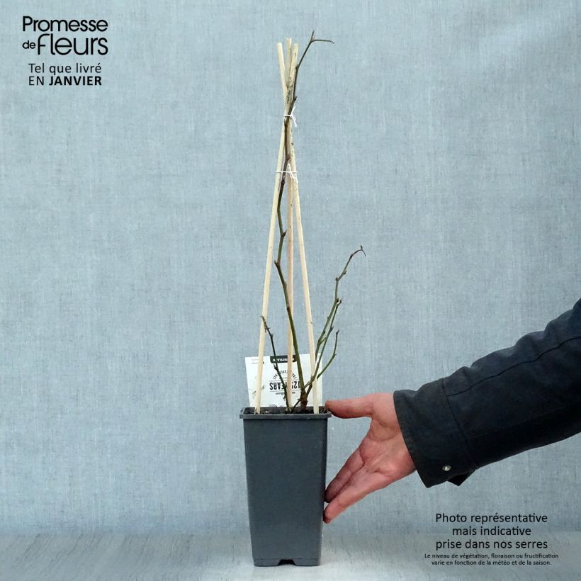 Exemplaar van Doornloze braam Thornfree Pot van 1,5 l/2 l, Pol zoals geleverd in de winter