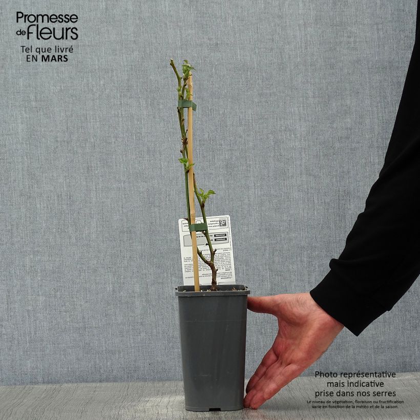 Exemplaar van Braam Little Black Prince Pot van 1,5 l/2 l, Pol zoals geleverd in de winter