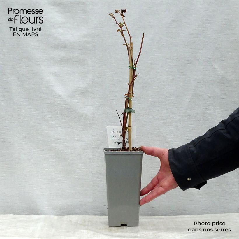 Exemplaar van Doornloze braam Black Satin Pot van 1,5 l/2 l, Pol zoals geleverd in de lente