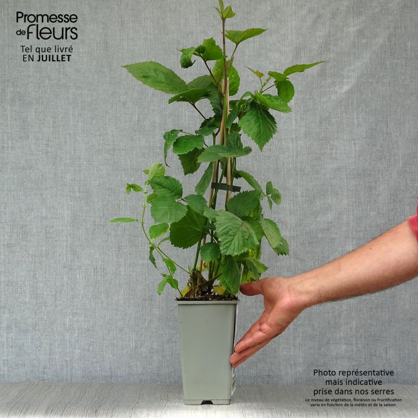 Exemplaar van Doornloze braam Black Satin Pot van 1,5 l/2 l, Pol zoals geleverd in de zomer