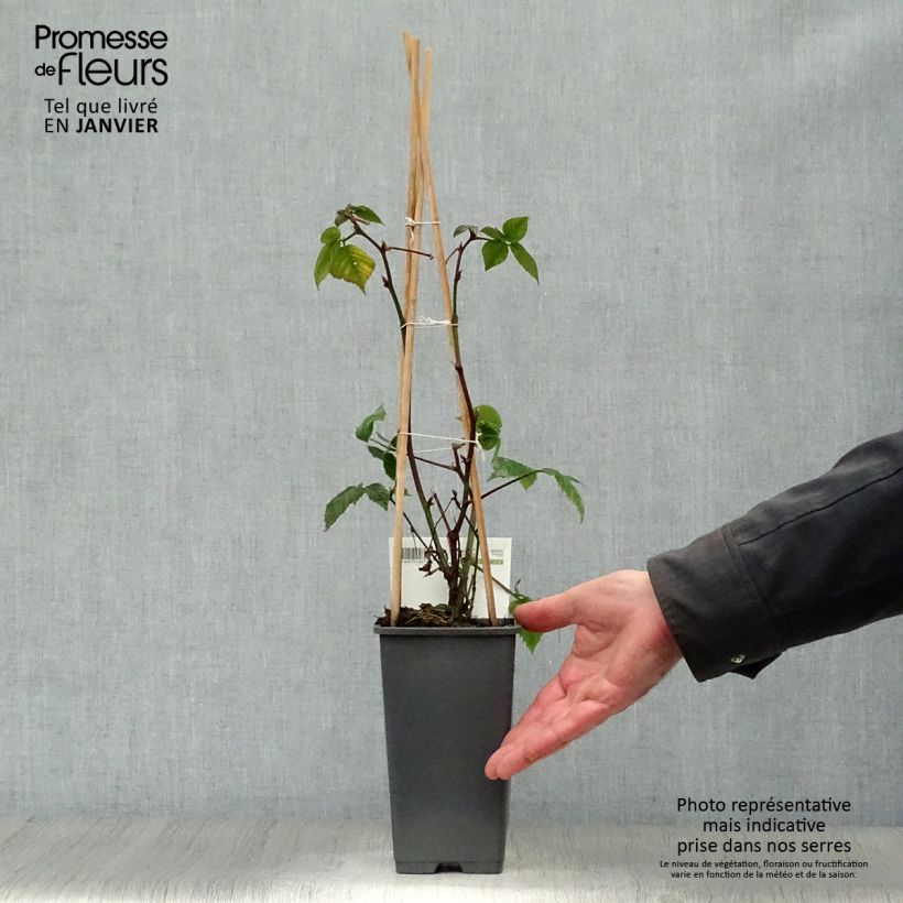 Exemplaar van Doornloze braam Black Satin Pot van 1,5 l/2 l, Pol zoals geleverd in de winter