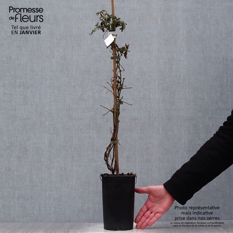 Exemplaar van Doornloze braam Géante des Jardins Pot van 2 l/3 l zoals geleverd in de winter