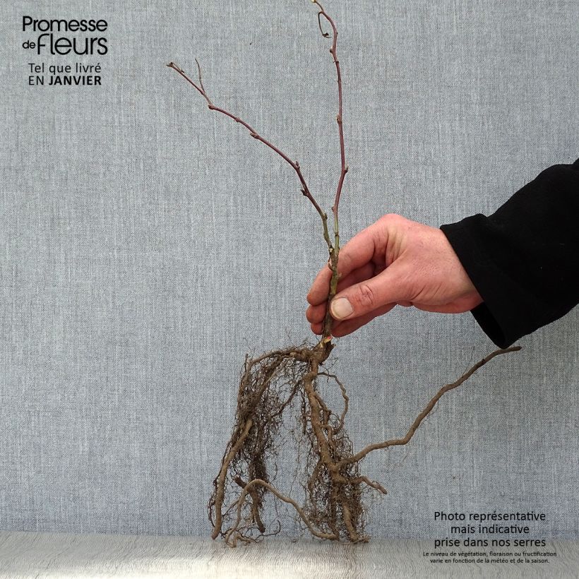 Exemplaar van Doornloze braam Jumbo Pot van 1,5 l/2 l zoals geleverd in de winter