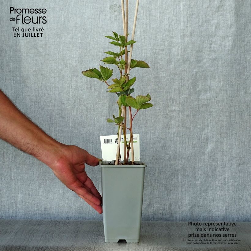 Exemplaar van Doornloze braam Loch Ness Pot van 1,5 l/2 l, Pol zoals geleverd in de zomer