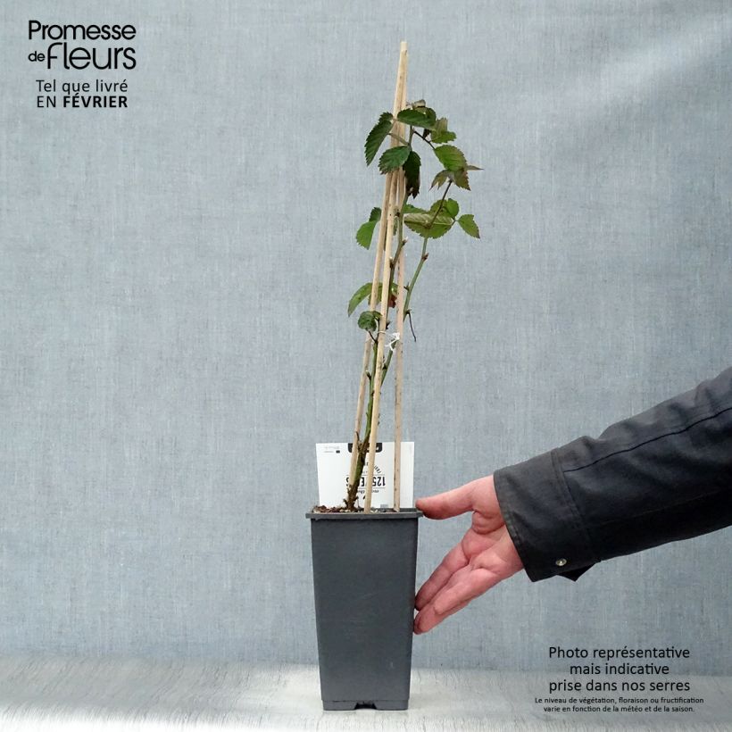 Exemplaar van Doornloze braam Loch Ness Pot van 1,5 l/2 l, Pol zoals geleverd in de winter