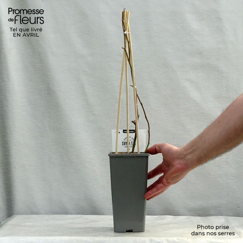 Exemplaar van Doornloze braam Loch Ness Pot van 1,5 l/2 l, Pol zoals geleverd in de lente