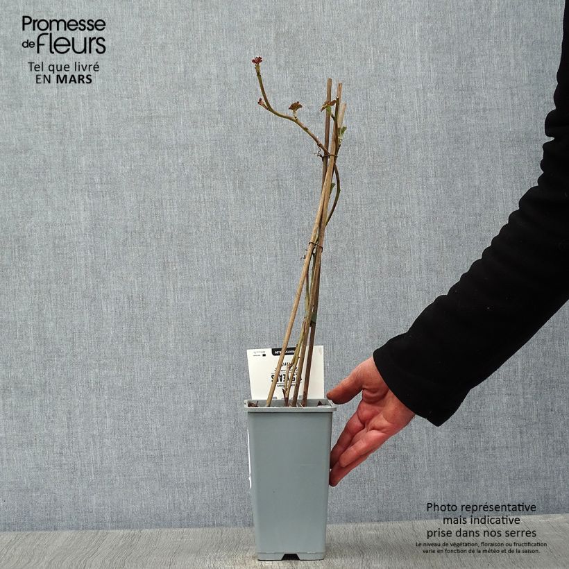 Exemplaar van Doornloze Loganbes Pot van 1,5 l/2 l, Pol zoals geleverd in de winter