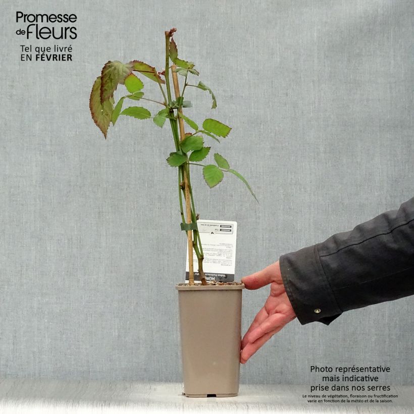 Exemplaar van Doornloze braam Navaho Pot van 1,5 l/2 l, Pol zoals geleverd in de winter