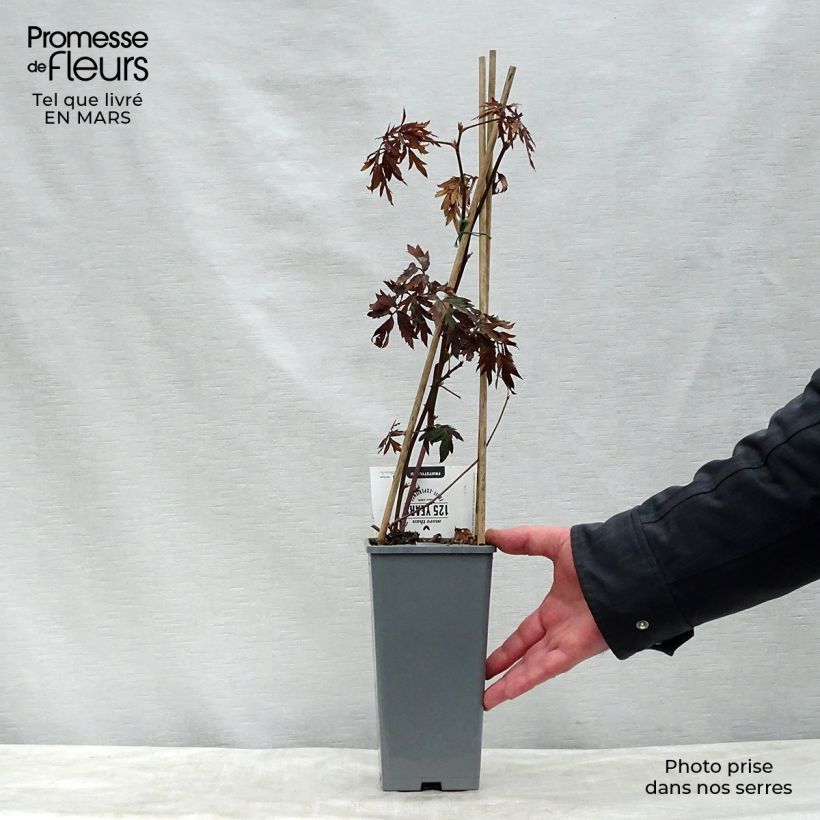 Exemplaar van Doornloze braam Thornless Evergreen Pot van 1,5 l/2 l, Pol zoals geleverd in de lente