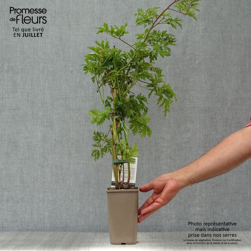 Exemplaar van Doornloze braam Thornless Evergreen Pot van 1,5 l/2 l, Pol zoals geleverd in de zomer
