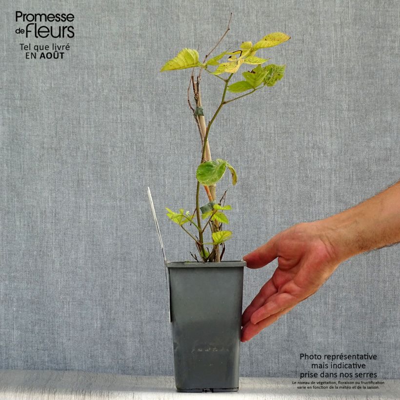 Exemplaar van Doornloze braam Triple Crown BIO Pot van 1,5 l/2 l zoals geleverd in de zomer