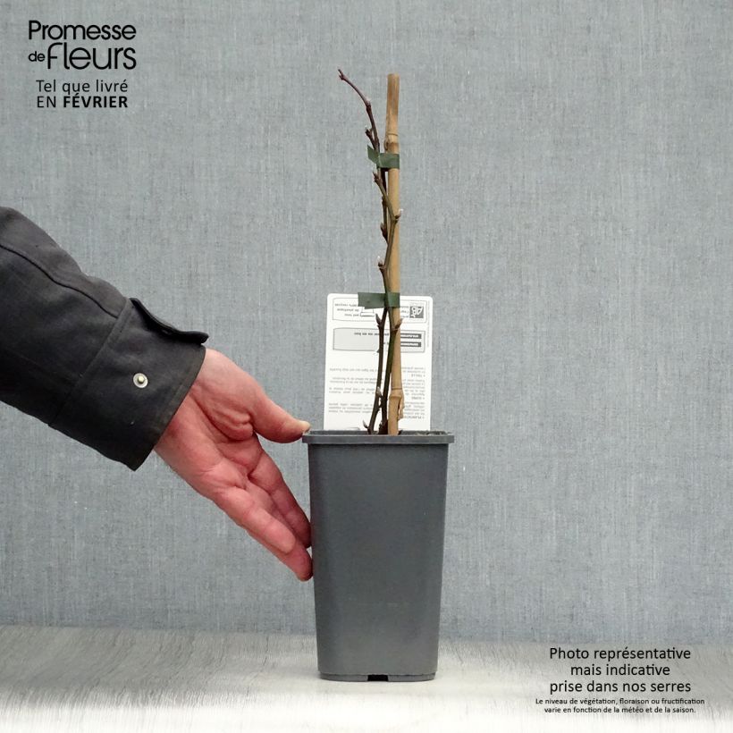 Exemplaar van Doornloze braam Triple Crown BIO Pot van 1,5 l/2 l zoals geleverd in de winter