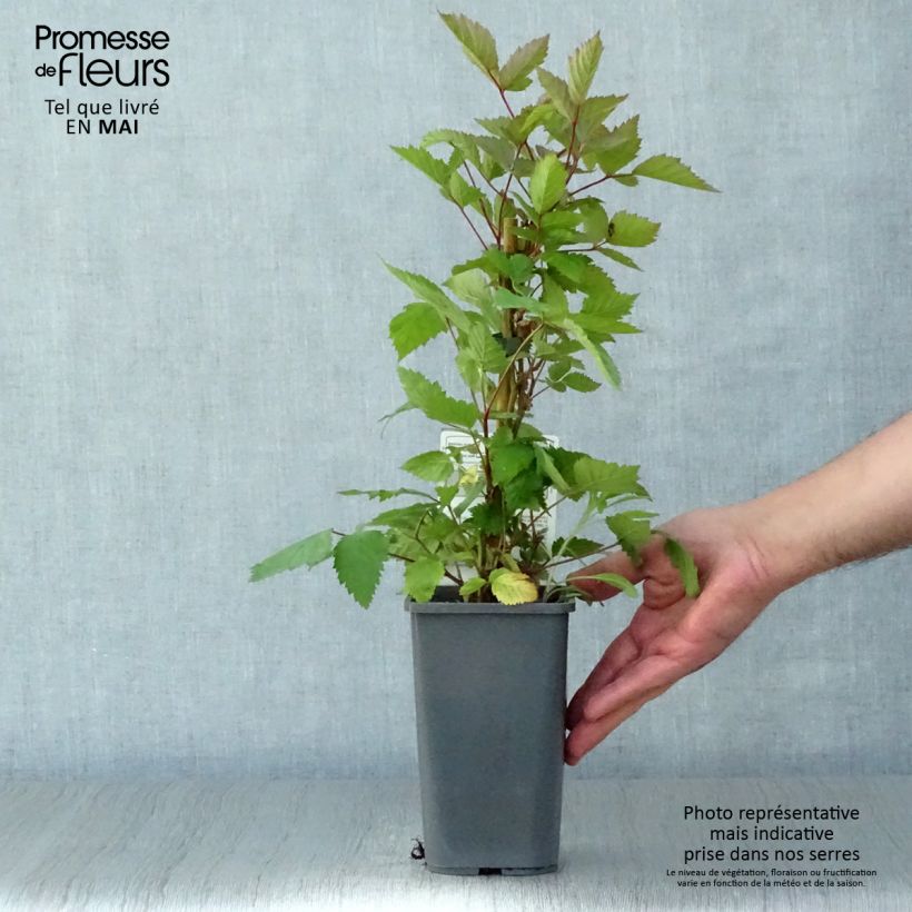 Exemplaar van Doornloze braam Triple Crown BIO Pot van 1,5 l/2 l zoals geleverd in de lente