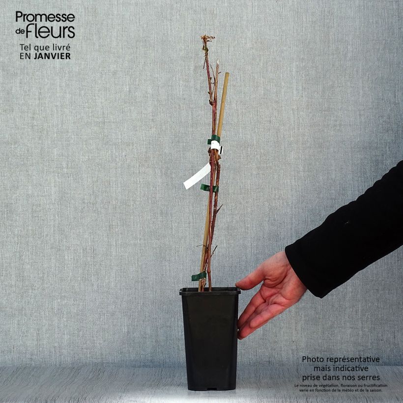 Exemplaar van Taybes Bounty Berry Pot van 1,5 l/2 l zoals geleverd in de winter