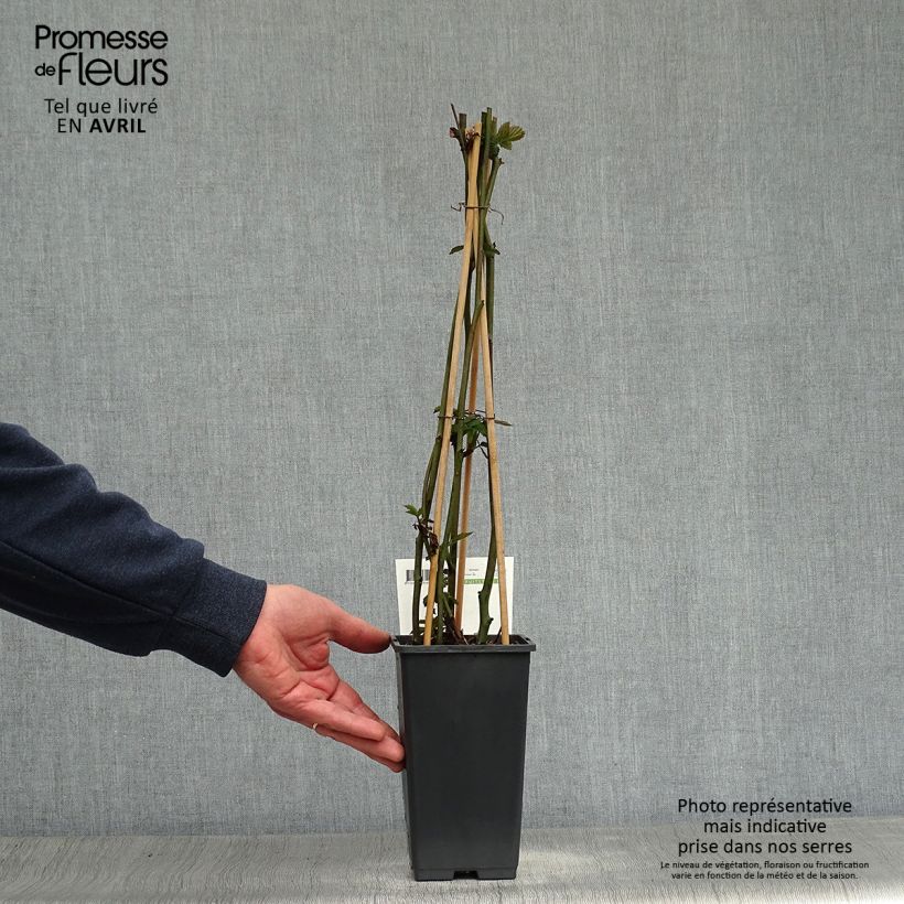 Exemplaar van Doornloze braam Triple Crown Pot van 1,5 l/2 l, Pol zoals geleverd in de lente