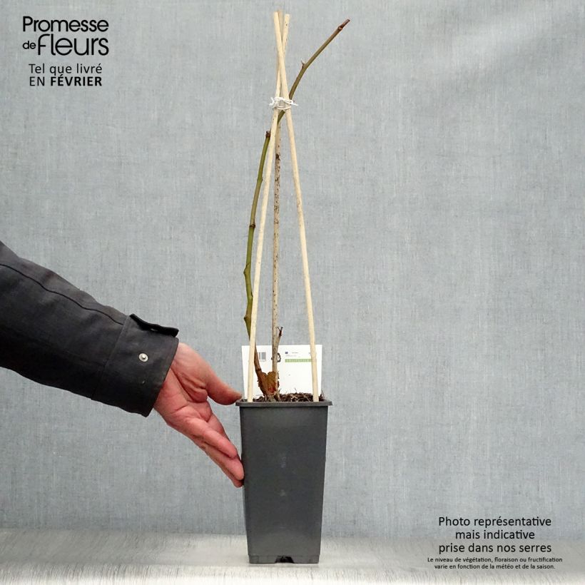 Exemplaar van Doornloze braam Triple Crown Pot van 1,5 l/2 l, Pol zoals geleverd in de winter