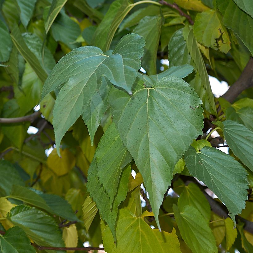 Morus alba var. laevigata King's White - Witte moerbei (Blad)