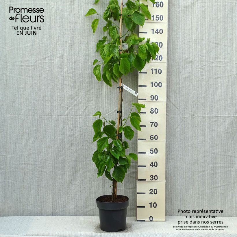 Exemplaar van Morus alba var. laevigata King's White - Witte moerbei Pot van 4 l/5 l zoals geleverd in de lente