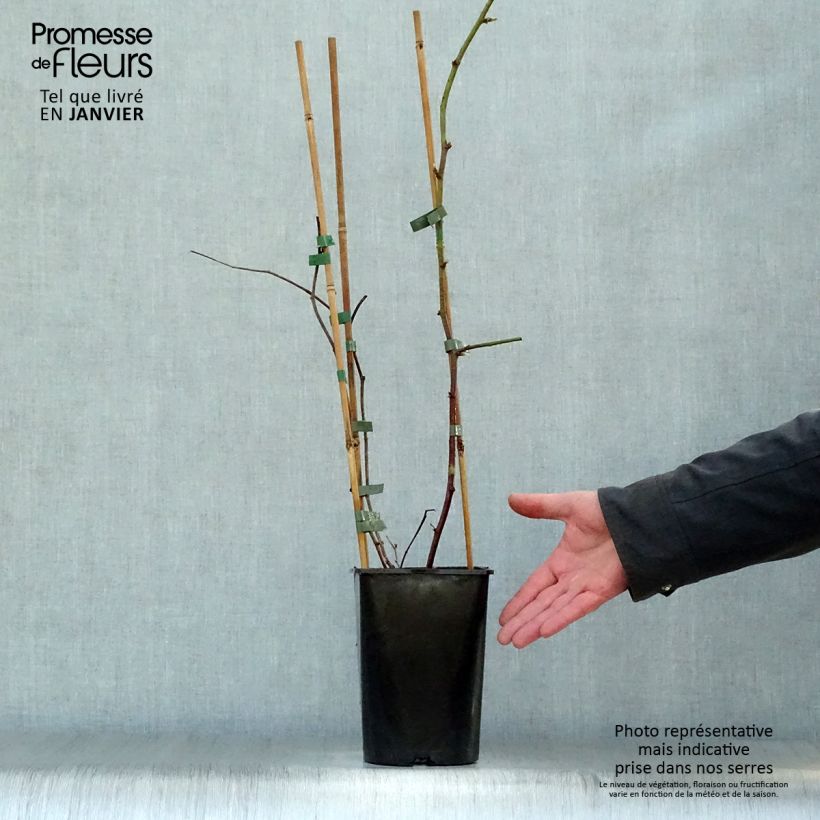 Exemplaar van Boysenbes Pot van 1,5 l/2 l zoals geleverd in de winter