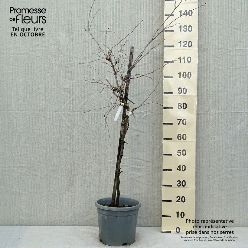 Exemplaar van Mûrier nain Mojo Berry - Morus rotundiloba Pot de 7,5L/10L, 1/4 de tige, Tige de 40 cm zoals geleverd in de herfst