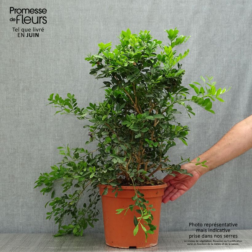 Example of Murraya paniculata - Buis de Chine, Bois jasmin Pot van 3 l/4 l as you get in ete