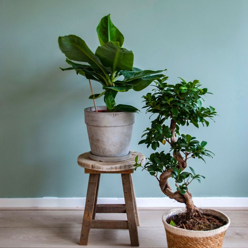 Musa acuminata - Bananenplant (Groeiplaats)