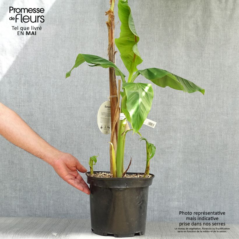 Exemplaar van Musa basjoo - Japanse vezelbanaan Pot van 4 l/5 l zoals geleverd in de lente