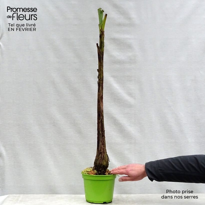 Example of Musa basjoo - Bananier du Japon Pot van 1,5 l/2 l as you get in hiver