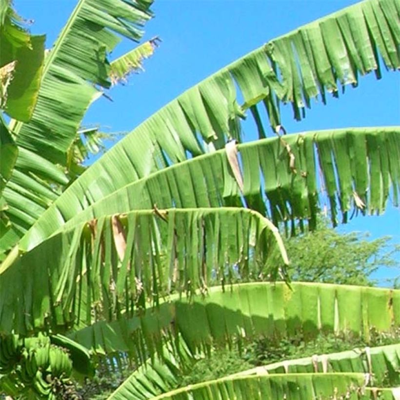 Musa itinerans Mekong Giant - Wandelende banaan (Foliage)