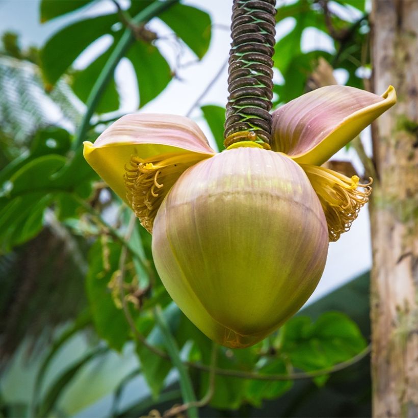 Musa basjoo Tchetchenia - Japanse vezelbanaan (Flowering)