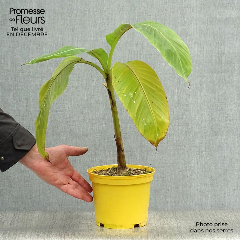 Example of Musa sikkimensis Red Tiger - Bananier du Sikkim Pot van 3 l/4 l as you get in hiver