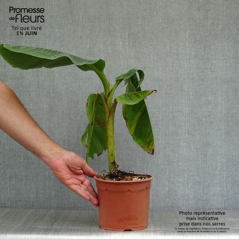 Exemplaar van Musa sikkimensis Red Tiger - Darjeeling-banaan Pot van 3 l/4 l zoals geleverd in de zomer