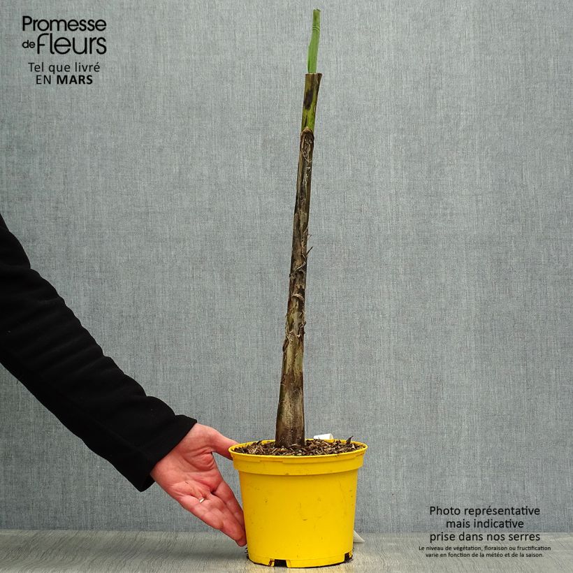 Exemplaar van Musa sikkimensis Red Tiger - Darjeeling-banaan Pot van 3 l/4 l zoals geleverd in de lente