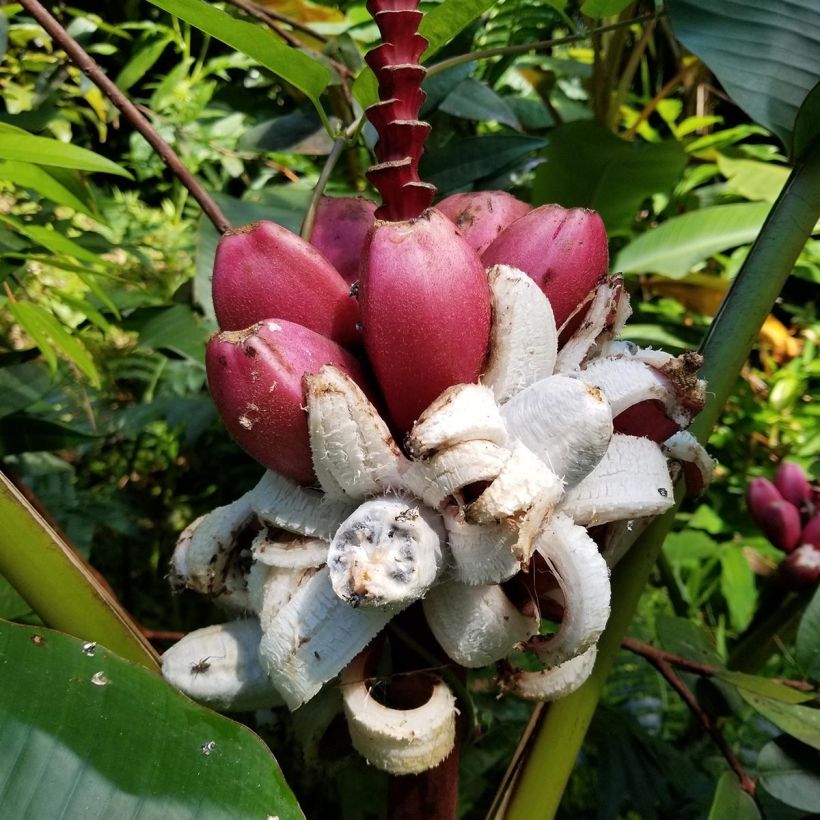 Musa velutina - Roze dwergbanaan (Harvest)