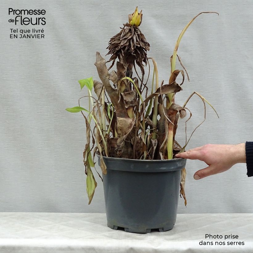 Example of Bananier à fleurs roses - Musa velutina Pot van 12 l/15 l as you get in hiver