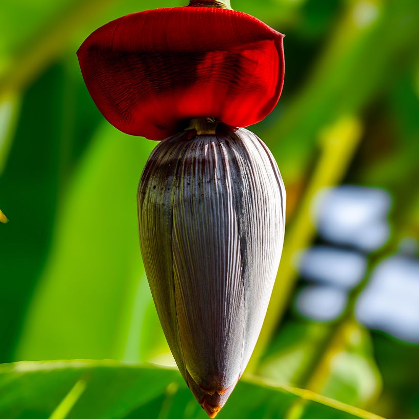 Banaan Ice Cream - Musa acuminata (Bloei)